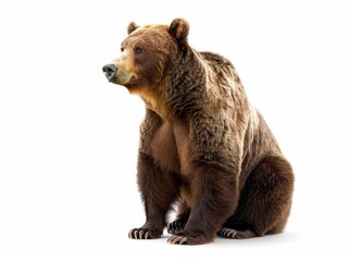 Fototapeta premium Bear on a white background isolated