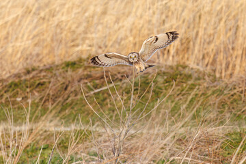 夕暮れに葦原の止まり木に飛びつく美しいコミミズク（フクロウ科）。

日本国埼玉県、荒川河川敷にて。
2024年3月23日撮影。

A beautiful Short-eard Owl (Asio flammeus, family comprising owls) jump at the branch of a reed bed in twilight.

At Arakawa riverbed, 