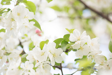 White apple tree flowers on a branch on a sunny day