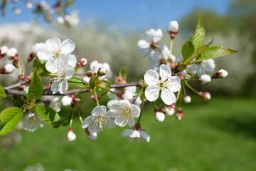 White apple tree flowers on a branch on a sunny day