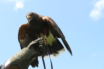 brown hawk landing on hand