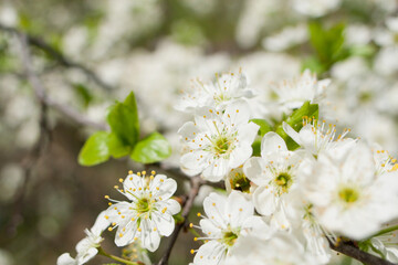 White apple tree flowers on a branch on a sunny day