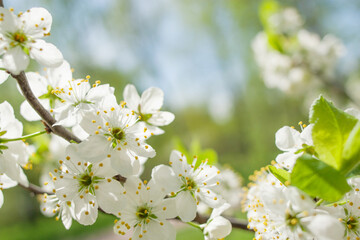 White apple tree flowers on a branch on a sunny day