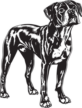 Boxer Dog  Vector