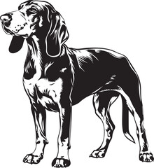 Coonhound  Vector