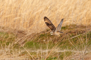 夕暮れの葦原から飛び出す美しいコミミズク（フクロウ科）。

日本国埼玉県、荒川河川敷にて。
2024年3月23日撮影。

A beautiful Short-eard Owl (Asio flammeus, family comprising owls) flying out of a reed bed in twilight.

At Arakawa riverbed, Saitama pref