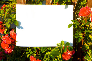 White paper and beautiful flowers. High quality photo