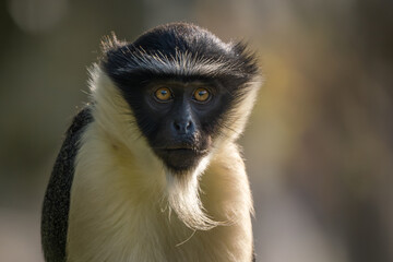 Roloway Guenon - Cercopithecus roloway, portrait of beautiful colored endangered primate from West...