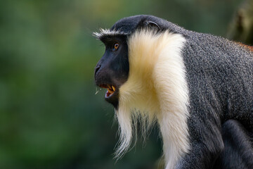 Roloway Guenon - Cercopithecus roloway, portrait of beautiful colored endangered primate from West...