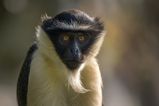 Roloway Guenon - Cercopithecus roloway, portrait of beautiful colored endangered primate from West African tropical forests, Ghana.
