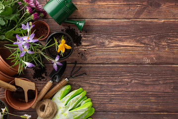 Embrace spring's charm with a garden scene. Overhead shot of budding chrysanthemums, crocus, tools...