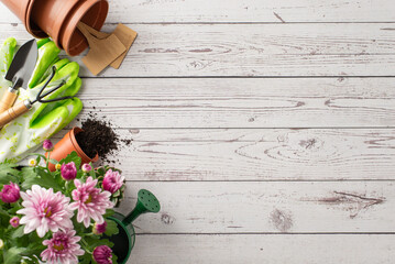 Gardening essentials on wooden backdrop: top view of seedlings of chrysanthemums, pot with soil,...