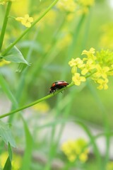 花とテントウムシ