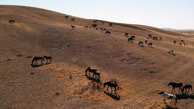 Herd of horses grazing in a meadow aerial drone view. Large herd of horses in the steppe of Kazakhstan