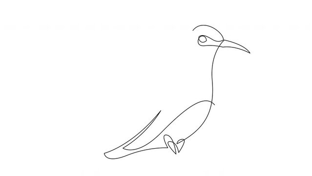 Self drawing animation of one line colibri flies design silhouette. Animated hand drawn minimalism style bird illustration.