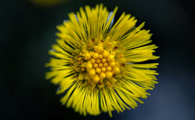 flowers in spring