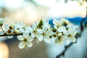 Spring branch of a tree with blossoming white small flowers on a blurred background. Spring background with white flowers on a tree branch.