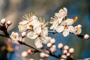 Spring branch of a tree with blossoming white small flowers on a blurred background. Spring background with white flowers on a tree branch. - 772849096