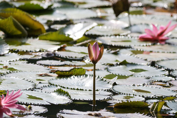 Close up view of couple of pink waterlily in bloom floating on the lake