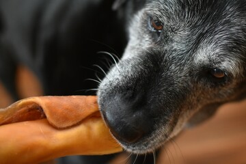 old gray dog chews dried cow skin - Powered by Adobe