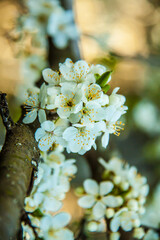 Spring branch of a tree with blossoming white small flowers on a blurred background. Spring background with white flowers on a tree branch. - 772851452