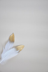 White and Golden Feathers on Background