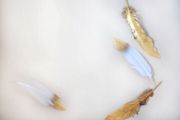 Golden Feathers on Blank Background