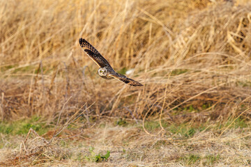 夕暮れに狩りのために葦原を飛翔する美しいコミミズク（フクロウ科）。

日本国埼玉県、荒川河川敷にて。
2024年3月23日撮影。

Beautiful Short-eard Owl (Asio flammeus, family comprising owls) in flight to hunt of a reed bed in twilight.

At Arakawa riverbed, Sa