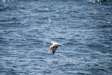 shy albatross and other sea birds feeding and flying over the ocean at the  south west cape in tasmania australia