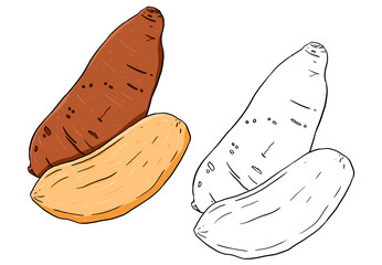Illustration of sweet potato slices. Perfect for artwork, t-shirts, cards, prints, picture books, coloring books, wallpaper, prints, etc.