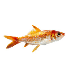 Obraz premium Fish isolated on white background, Orange fish