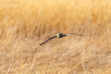 夕暮れに狩りのために葦原を飛翔する美しいコミミズク（フクロウ科）。

日本国埼玉県、荒川河川敷にて。
2024年3月23日撮影。

Beautiful Short-eard Owl (Asio flammeus, family comprising owls) in flight to hunt of a reed bed in twilight.

At Arakawa riverbed, Sa