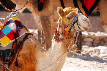 Camel, close-up portrait, Jordan