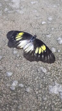 Natural view of beautiful black butterfly on concrete ground