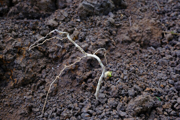 Plant roots die due to drought