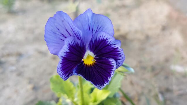 A video of blue and yellow pansy flowers in the garden