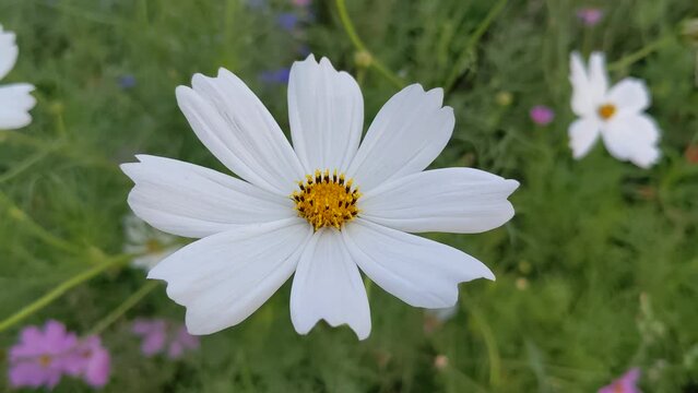 Video of a white cosmos flower blooming in the garden