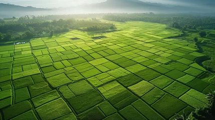 Fototapeten The process of rice growth, Rice fields seen from the sky, highlighting the good growth status of the rice seedbed. Generative AI. © visoot