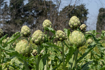 Fototapeta premium Organic Artichoke fields in picking season