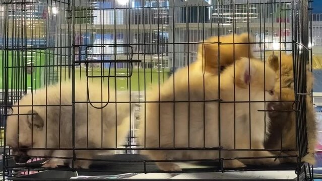 Cute puppies in a cage. Street sale of pets. Dog in a cage for sale at traditional market