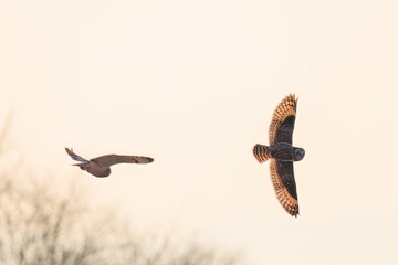 夕暮れに飛翔しながら同族で激しく争う美しいコミミズク（フクロウ科）。

日本国埼玉県、荒川河川敷にて。
2024年3月23日撮影。

A beautiful Short-eard Owl (Asio flammeus, family comprising owls) fiercely competing with its own kind in flight at dusk.

At Arakaw