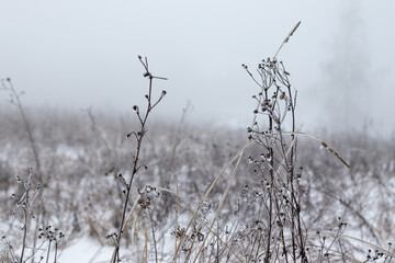 Fototapeta premium Field covered with snow. Foggy morning.