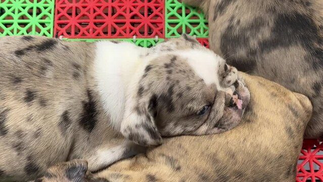 Cute puppies in a cage. Street sale of pets. Dog in a cage for sale at traditional market