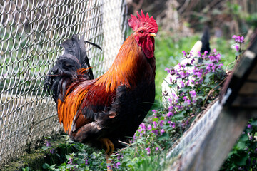 Close up of domestic colorful rooster with an orange neck and a red flower on his head in front of...