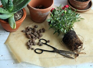 Transplanting of red rose flower into bigger pot. Rose plant from a shop with too dense root system...