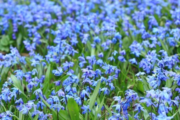 Blue flowers of Siberian squill, lat.  Scilla siberica. Natural background of flowering bulbous bluebells plant in spring garden. - obrazy, fototapety, plakaty