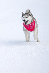 Funny dog Siberian Husky with red scarf running on a snowy groomed ski road in winter, copy space