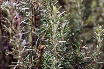 close up of rosemary in the garden
