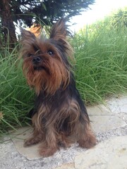 yorkshire terrier portrait