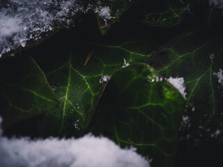 Snow leafs darker 
